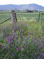 Flowers and fence, near Cunningham's Gap IMGP0823